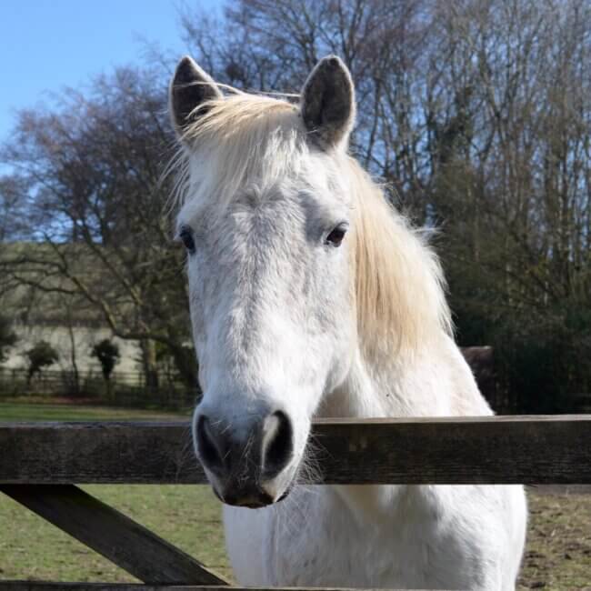 A white horse looking at the camera over a fence
